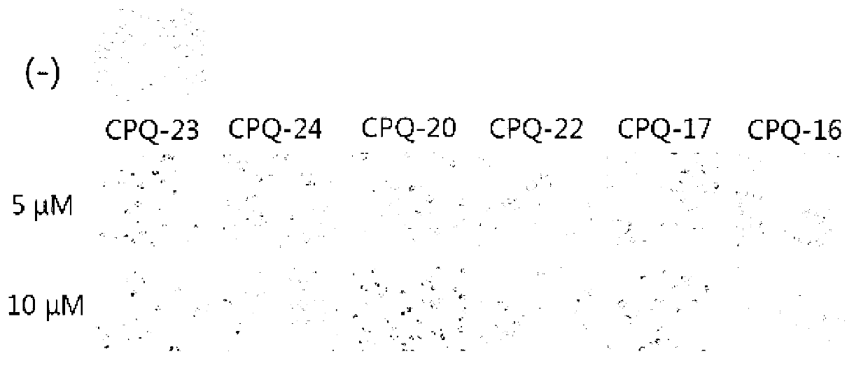 Applications of dihydro chromone framework compounds in preparing medicine for curing malignant tumor