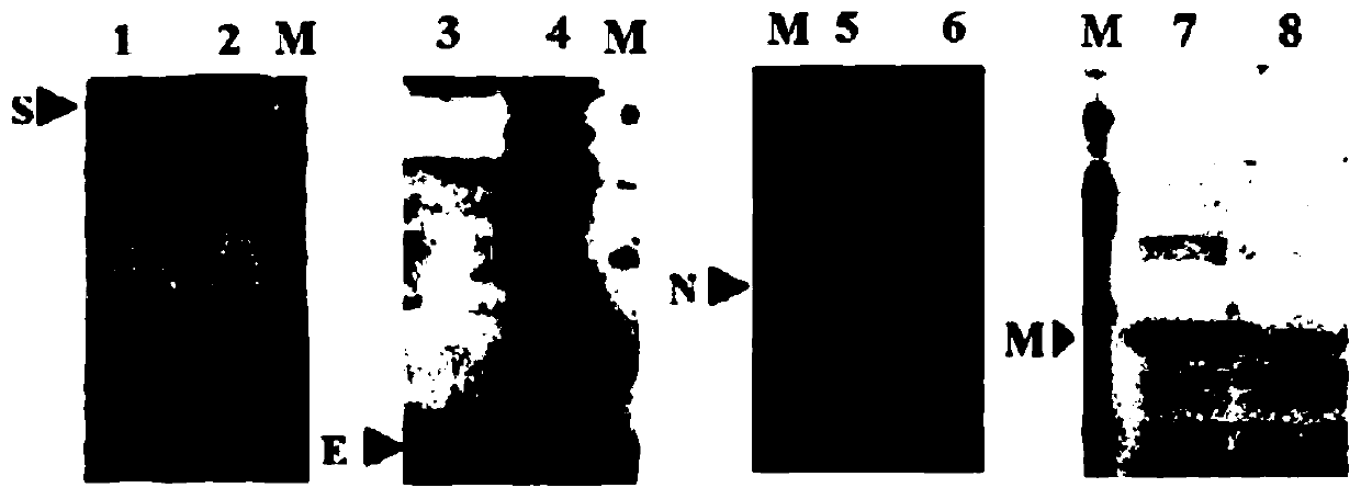 Porcine Delta coronavirus virus-like particles as well as preparation method and application thereof