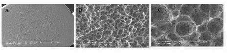 Method for preparing two-stage micron-submicron microstructure on surface of titanium alloy dental implant