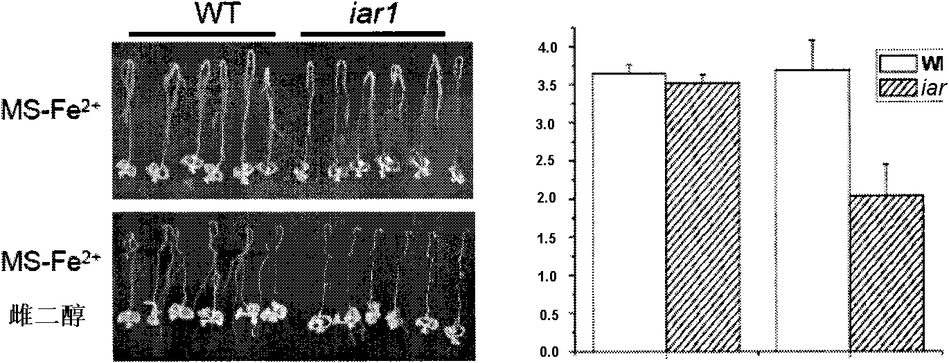 Application of arabidopsis gene IAR1 in aspects of iron nutrient and drought resistance