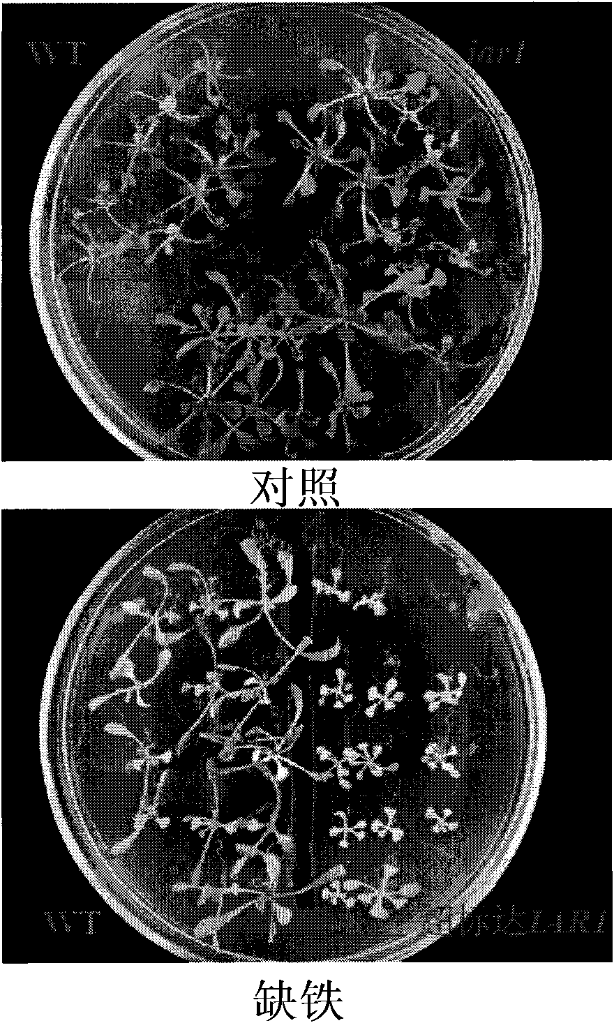 Application of arabidopsis gene IAR1 in aspects of iron nutrient and drought resistance