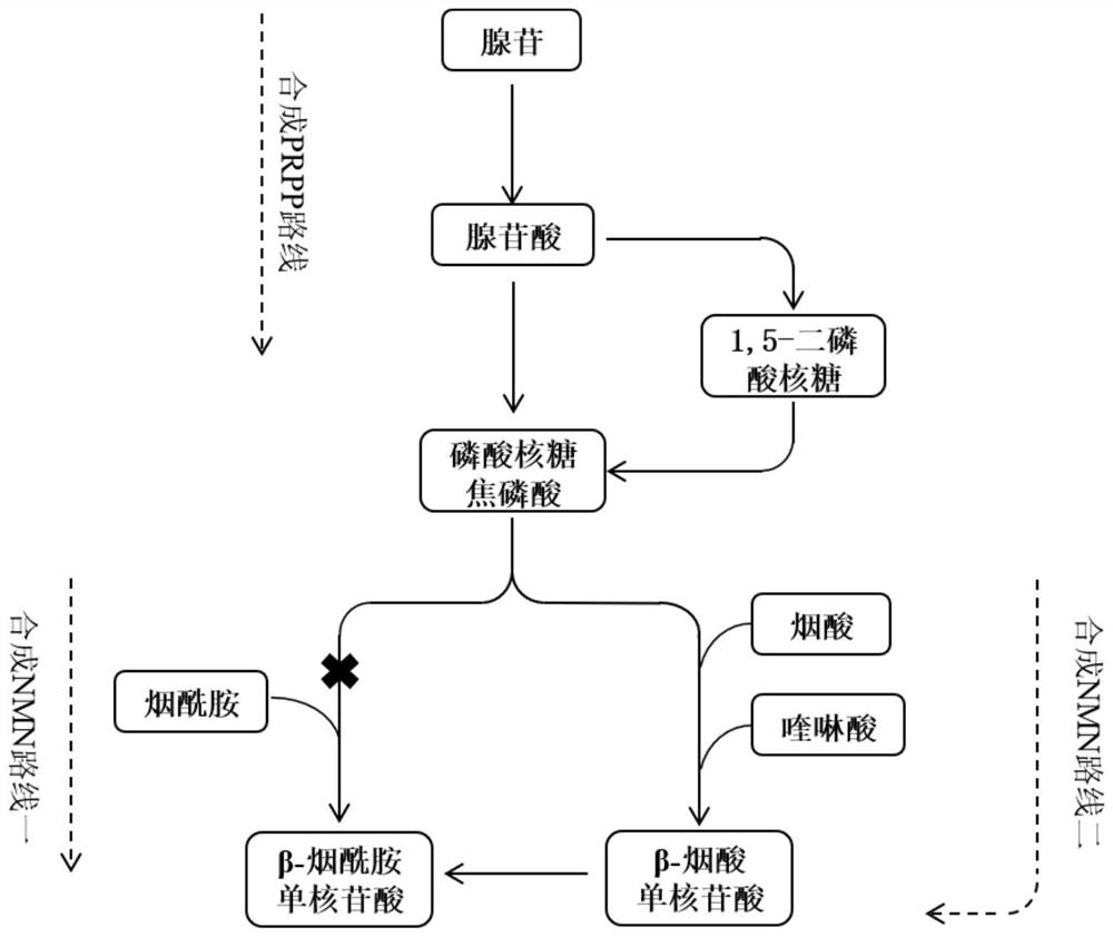 Method for quickly preparing [beta]-nicotinamide mononucleotide by enzymic method