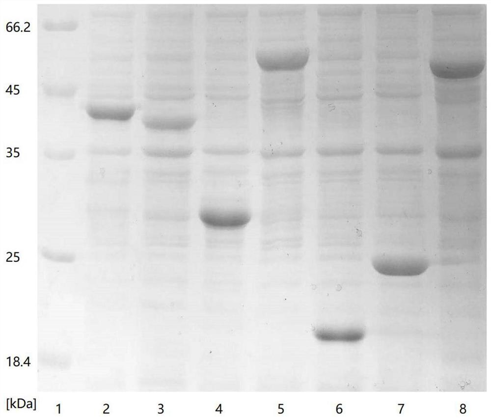 Method for quickly preparing [beta]-nicotinamide mononucleotide by enzymic method