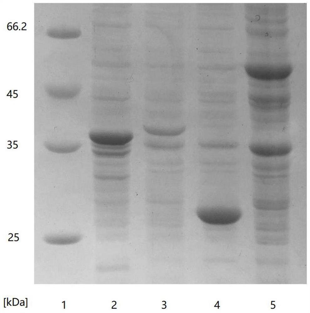 Method for quickly preparing [beta]-nicotinamide mononucleotide by enzymic method