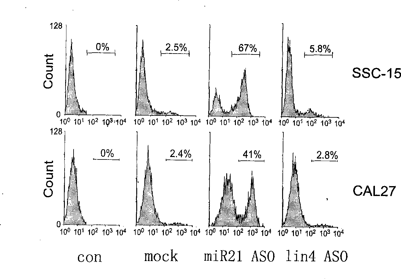 MiR-21 antisense digonucleotides and use thereof