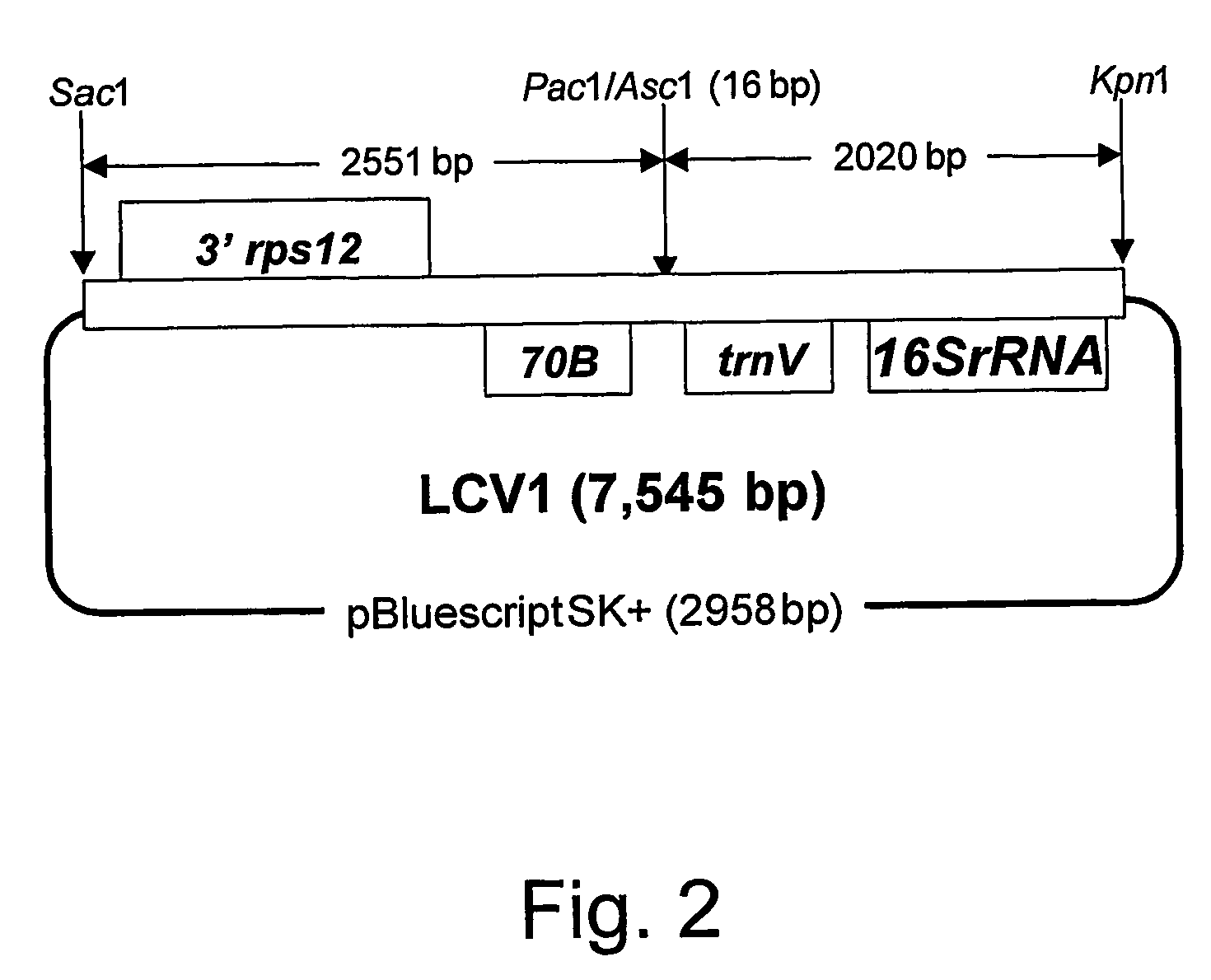 Method of plastid transformation in asteraceae, vector for use therein and plants thus obtained