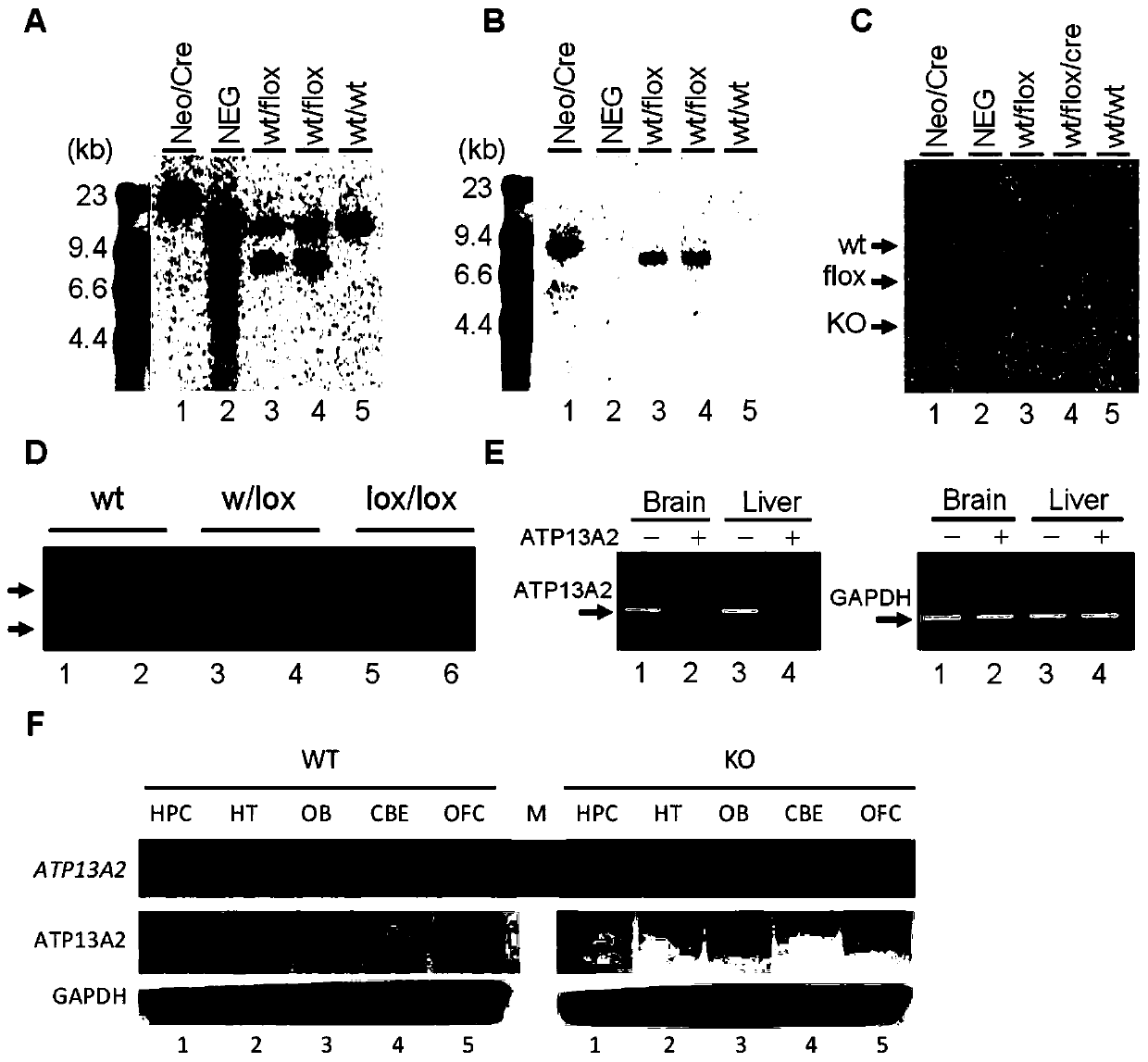 Application of compound FTY720 to preparation of detection markers for treating behavior abnormality and motion abnormality