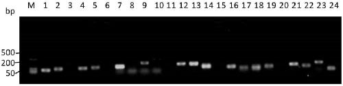 Rapid trace detection reagent for Botrytis cinerea based on LAMP method, method and application thereof