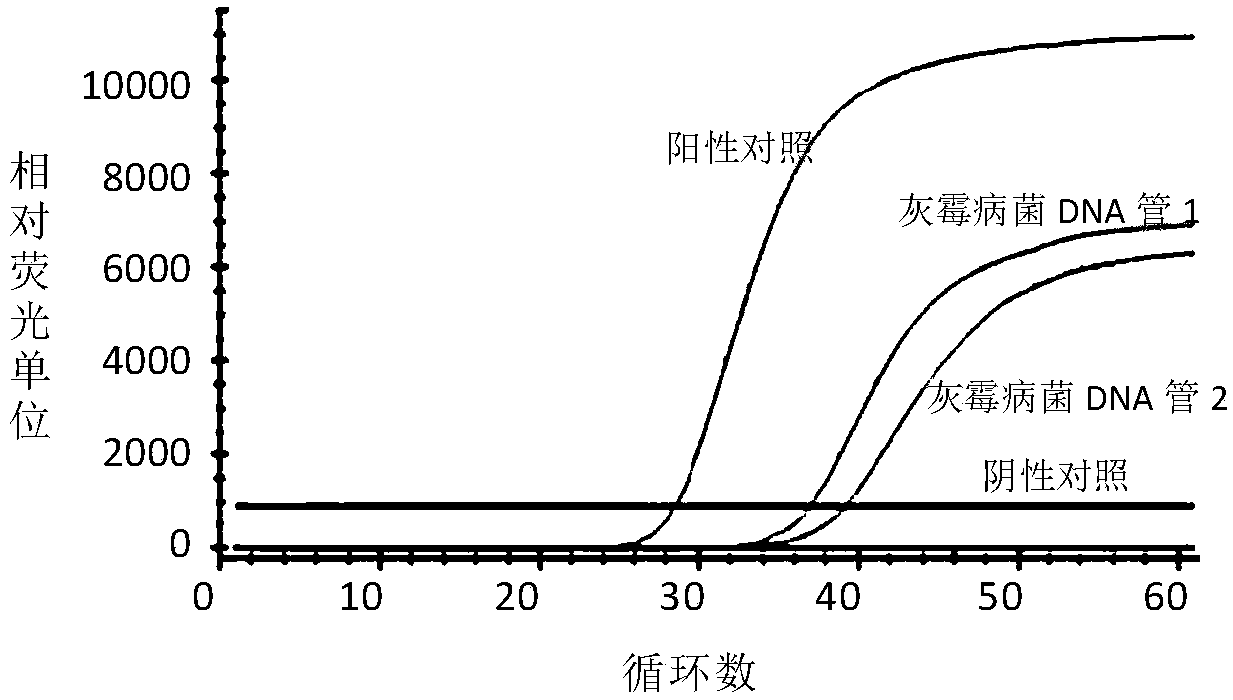 Rapid trace detection reagent for Botrytis cinerea based on LAMP method, method and application thereof