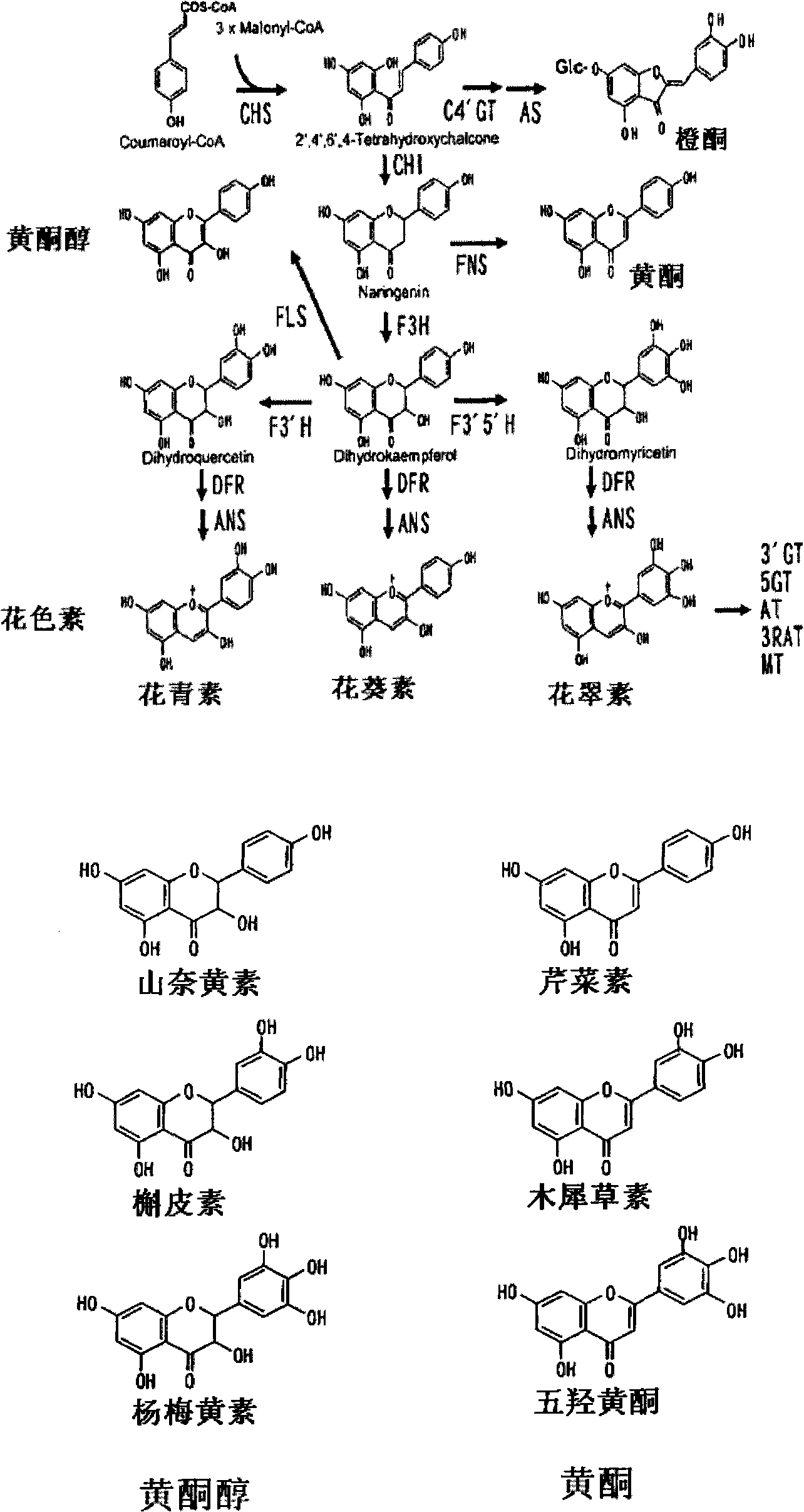 Rose containing flavone and delphinidin, and method for production thereof