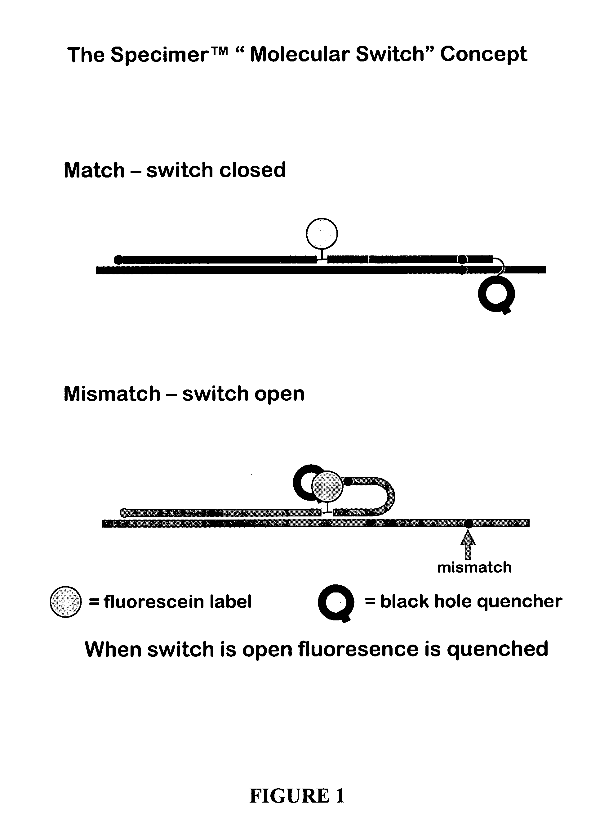 Oligonucleotides comprising a molecular switch