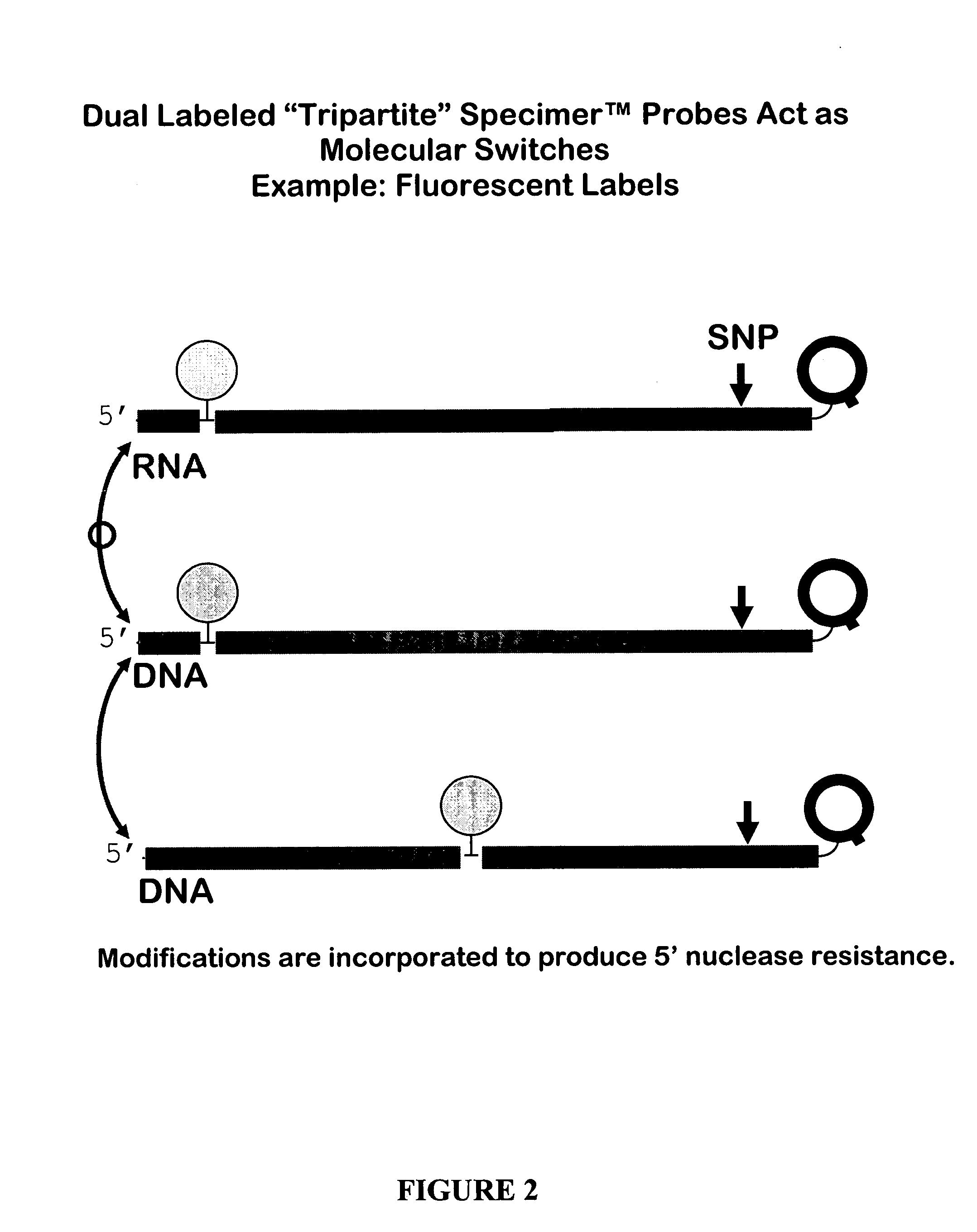 Oligonucleotides comprising a molecular switch