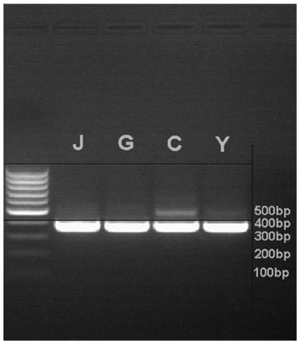 Genes of Rutaceae plants that cause human body to get angry and its application