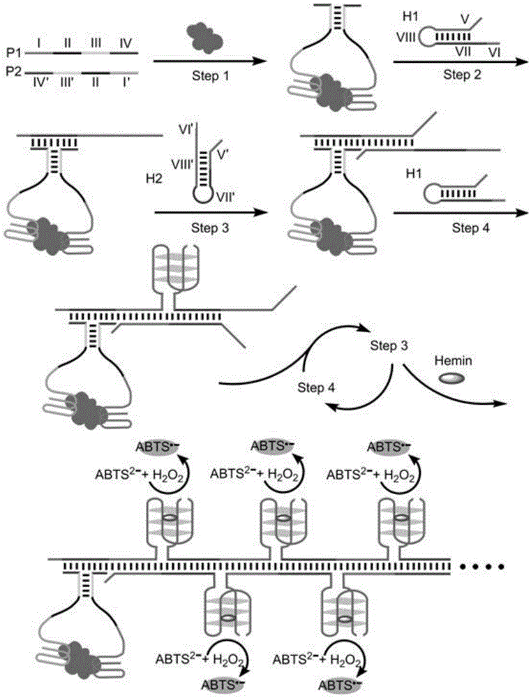 Probe based on G-quadruplex-chlorine heme DNA enzyme and application of probe