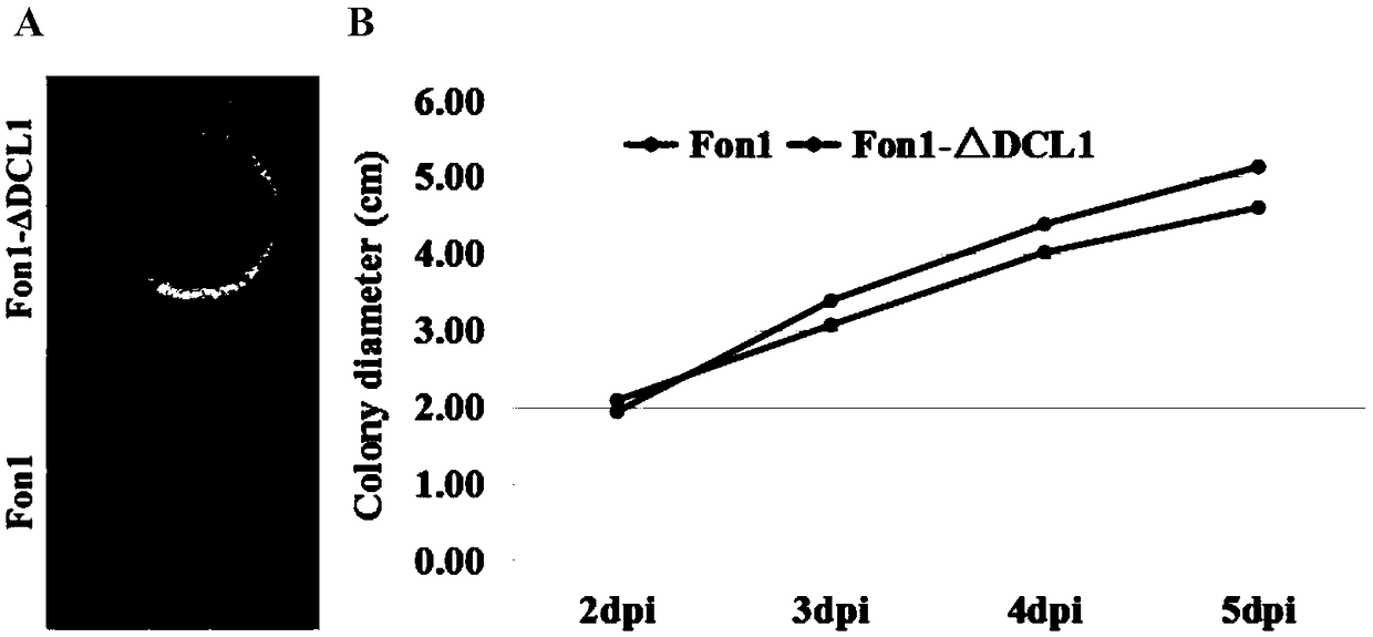 Fusarium oxysporum f.sp.niveum RNAi component FonDCL1 gene deletion mutant and construction method thereof