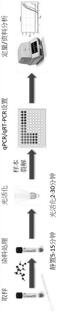 Method for detecting infectivity of human coronavirus