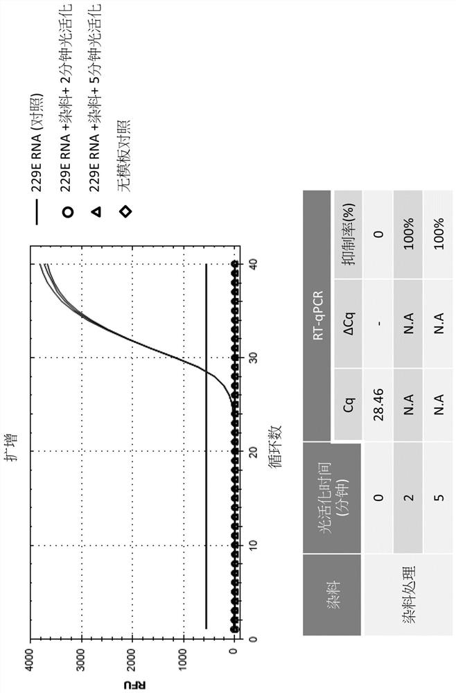 Method for detecting infectivity of human coronavirus