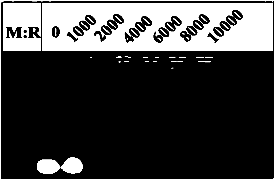 microRNA nanometer microcapsule-bone meal composite material and preparation method thereof