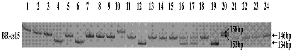 Chinese cabbage est‑ssr marker and its primers and applications