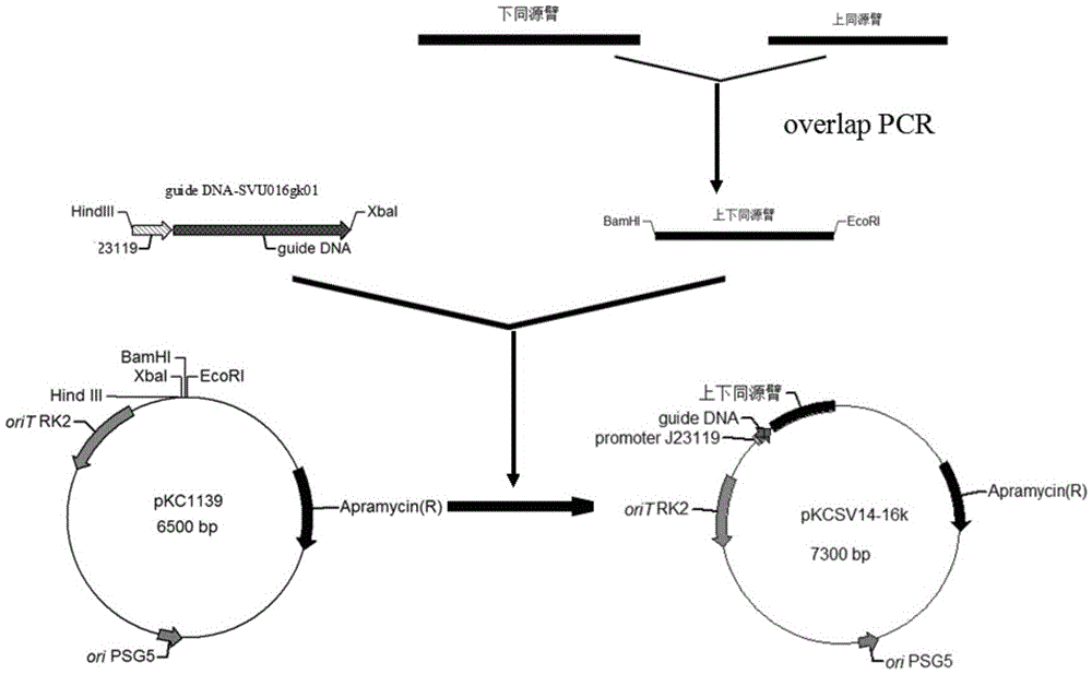 CRISPR (Clustered Regularly Interspaced Short Palindromic Repeat sequences)-Cas (CRISPR-associated proteins) system in Streptomyces virginiae IBL14 and method for carrying out gene editing by using CRISPR-Cas system