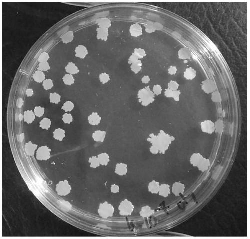 Bacillus subtilis for feeding and application thereof