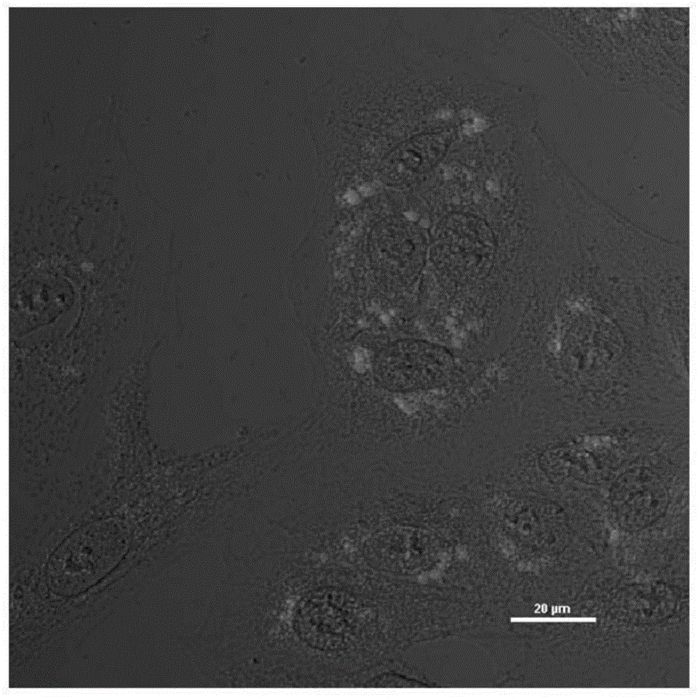 A fluorescent labeling molecule with high aggregation state fluorescence emission and its preparation method