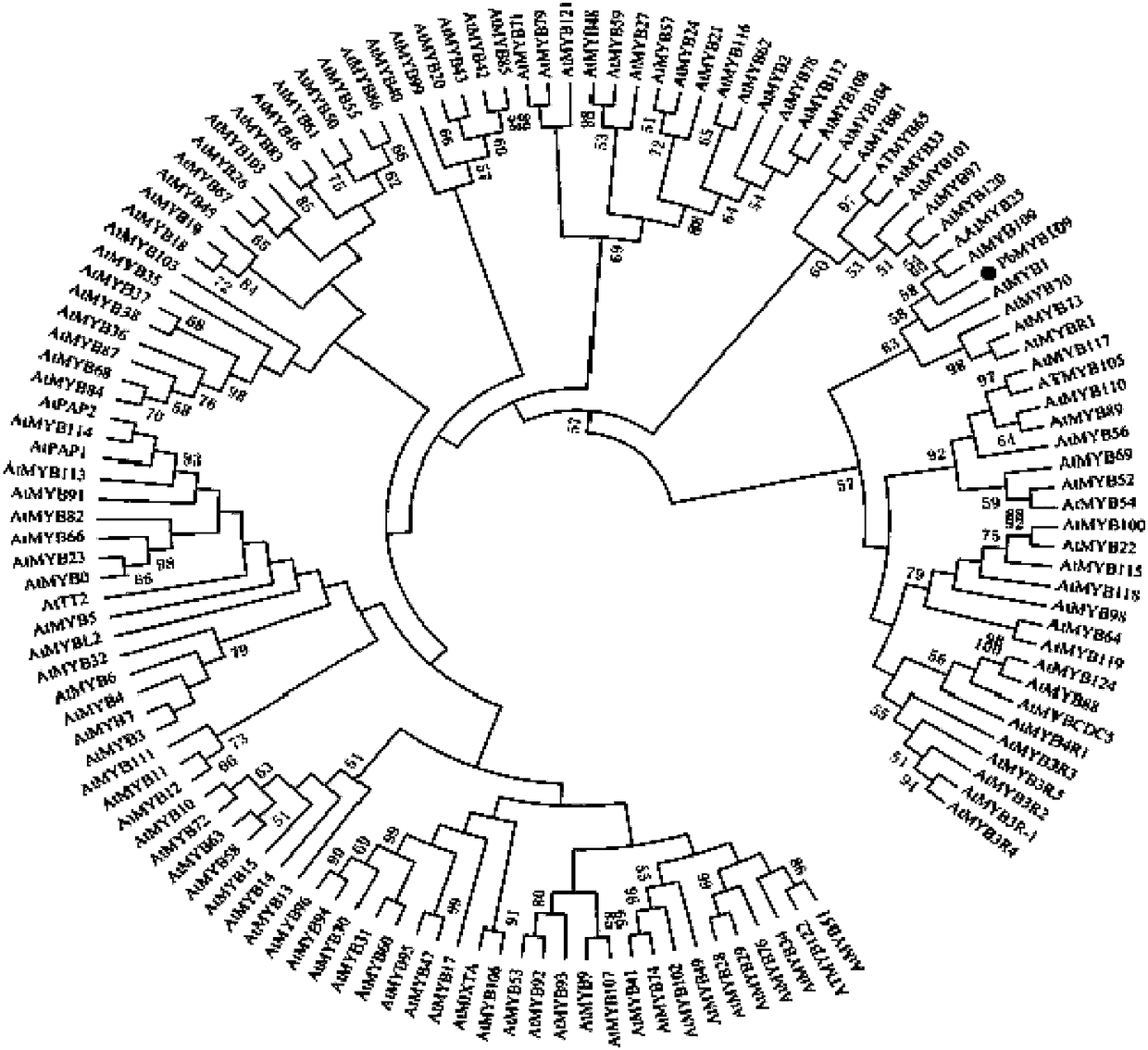 Pear anthocyanin synthesis transcription factor PbMYB109 and application thereof