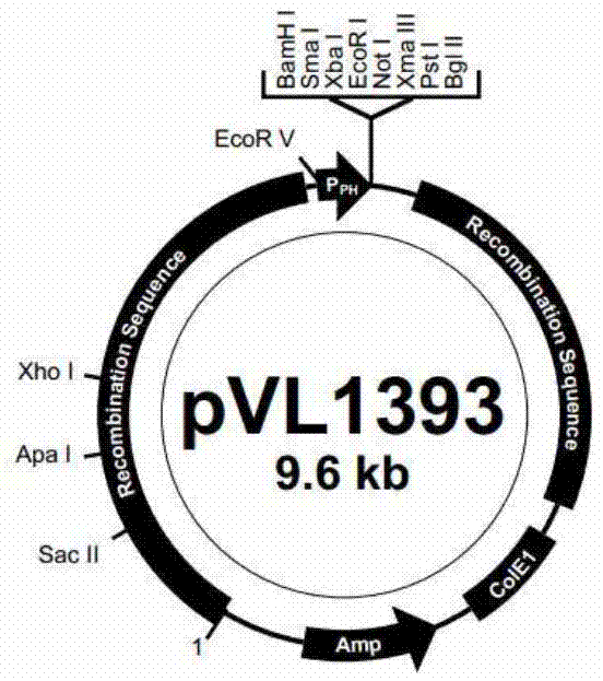 Preparation method and product of chicken infectious bursal disease virus antigen