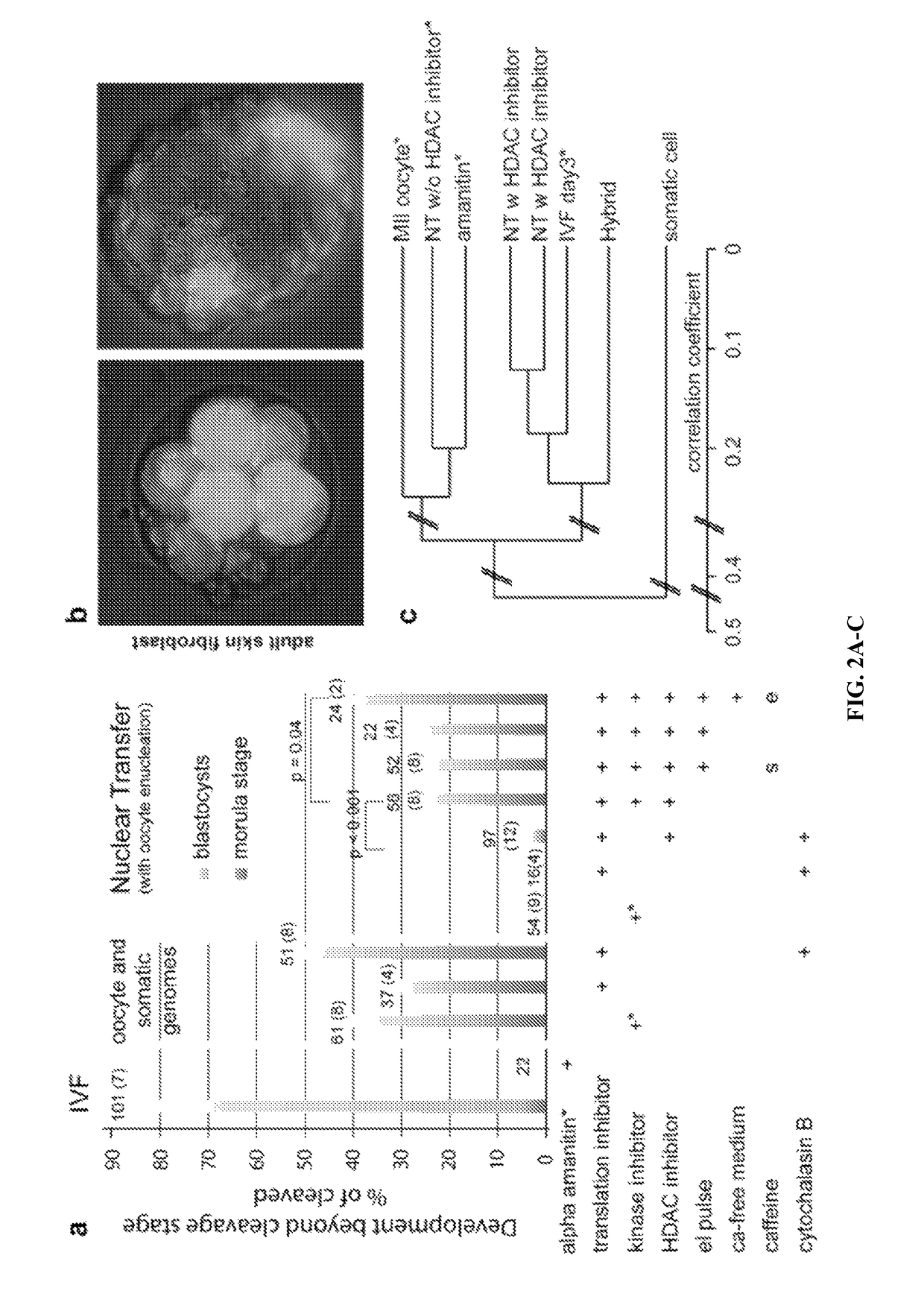 Somatic cell nuclear transfer methods