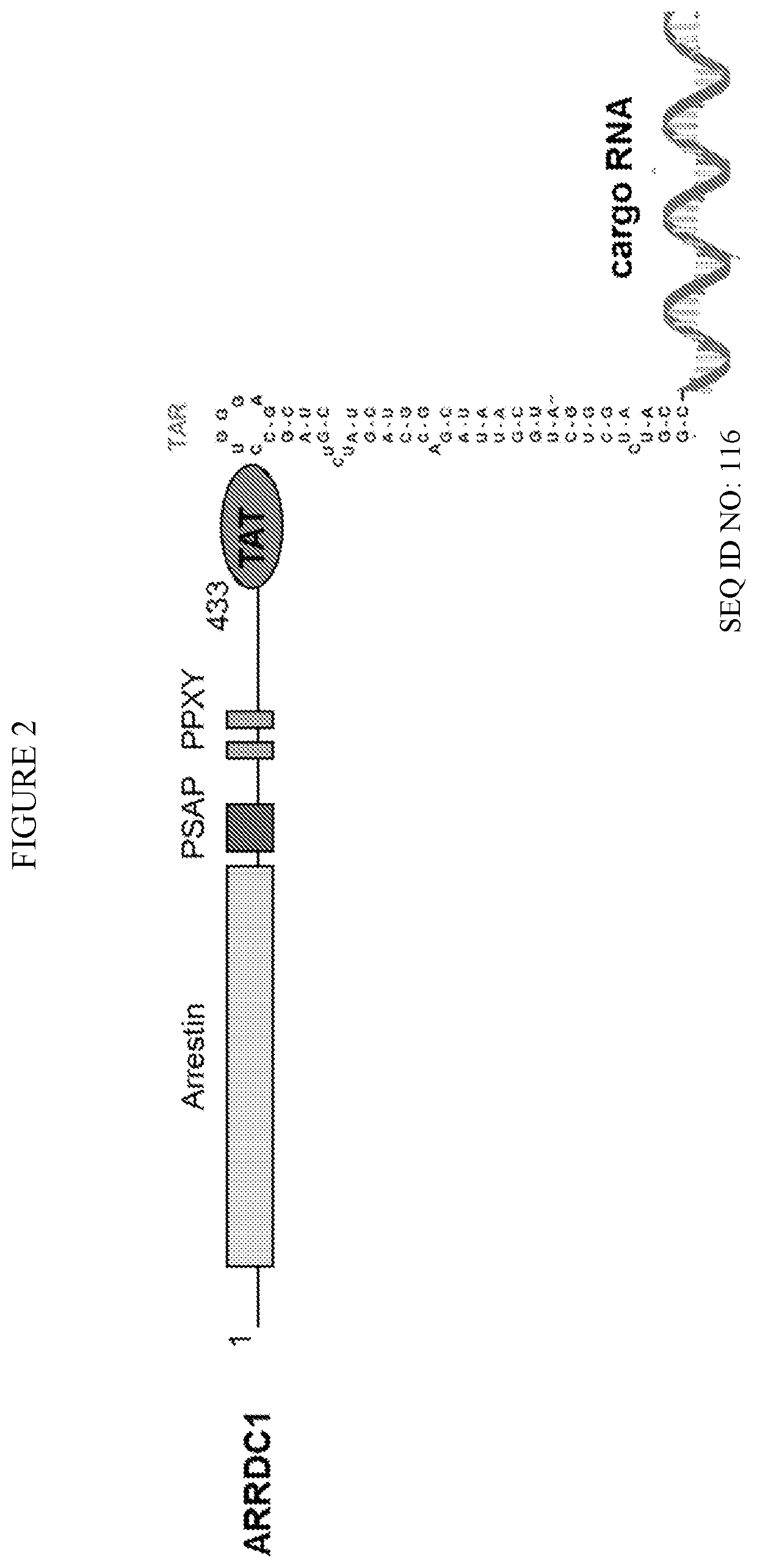 Delivery of therapeutic rnas via arrdc1-mediated microvesicles