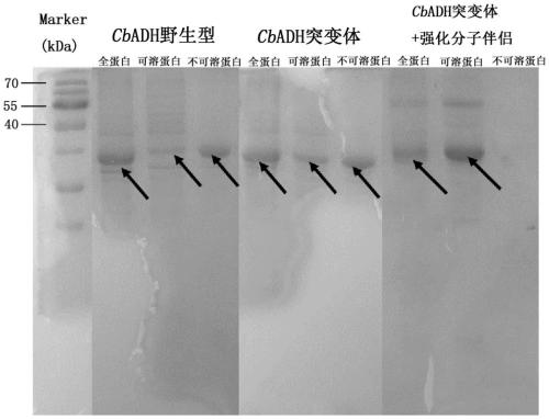 Alcohol dehydrogenase mutant and application thereof