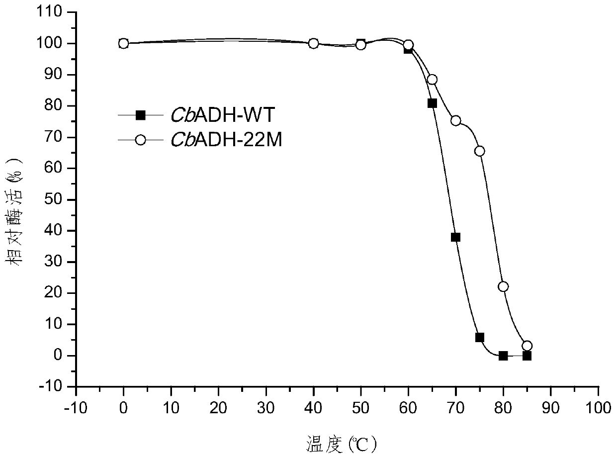 Alcohol dehydrogenase mutant and application thereof