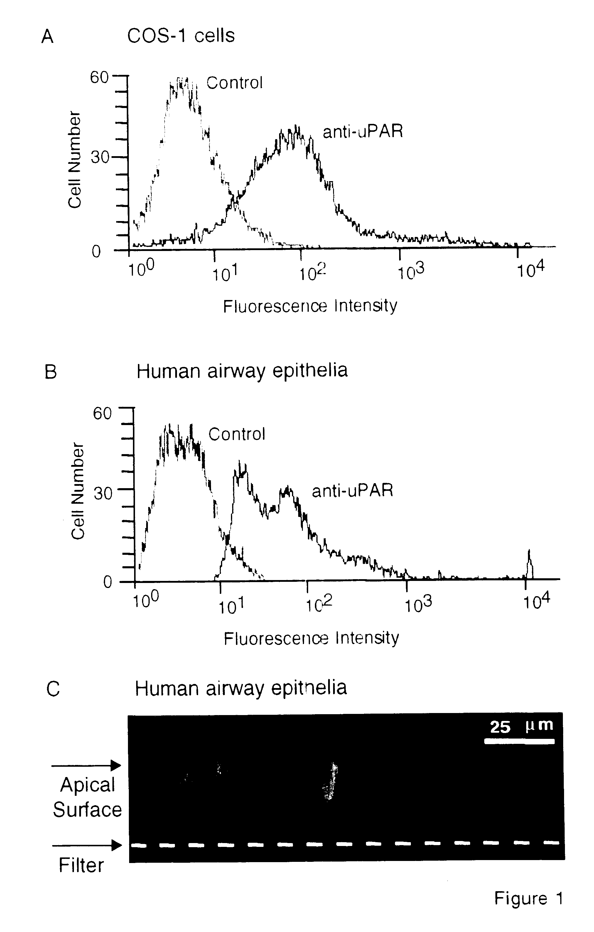 Targeting vector to the urokinase plasminogen activator receptor