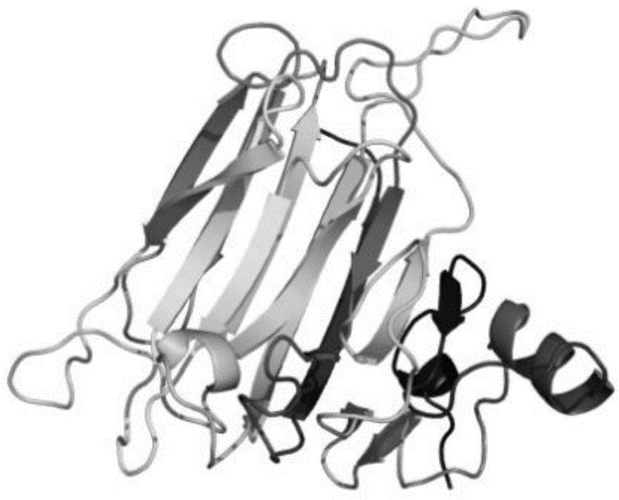 Alginate lyase Alga and coding gene and application thereof