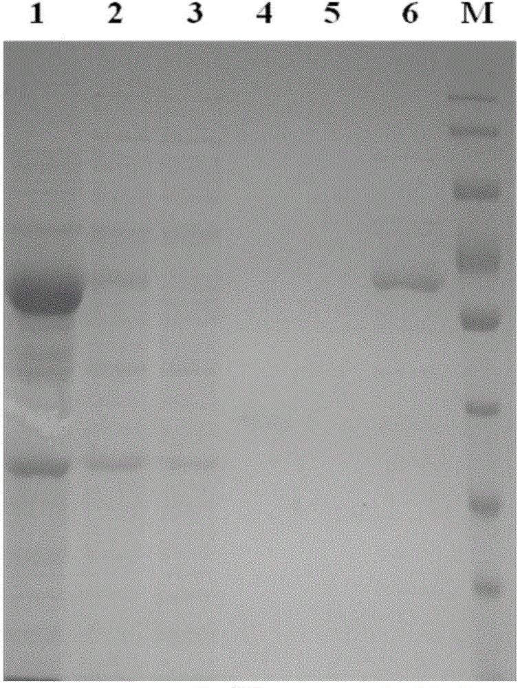 Alginate lyase Alga and coding gene and application thereof