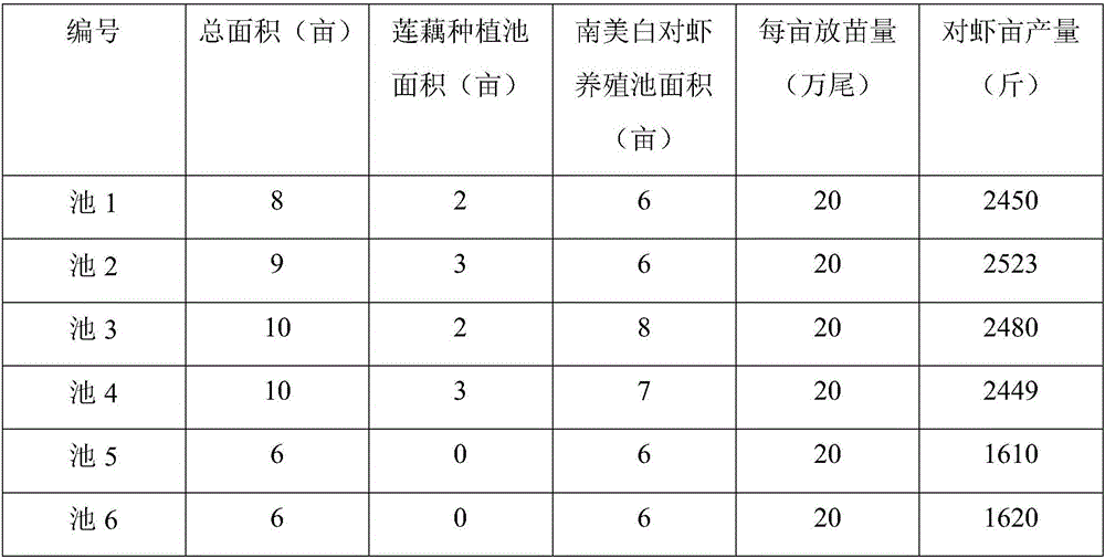 Penaeus vannamei ecological culture method for improving culture efficiency