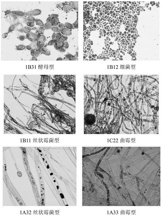 A strain producing polyunsaturated fatty acids and its screening method