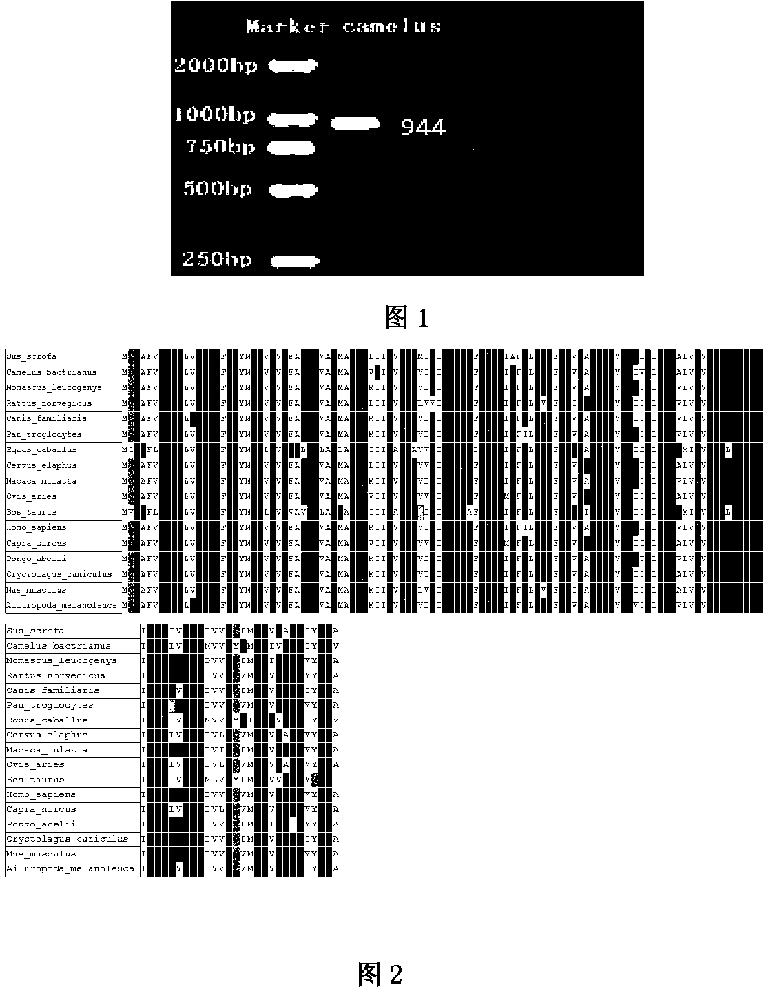 Bactrian camel A-FABP protein gene, recombinant protein and cloning method thereof