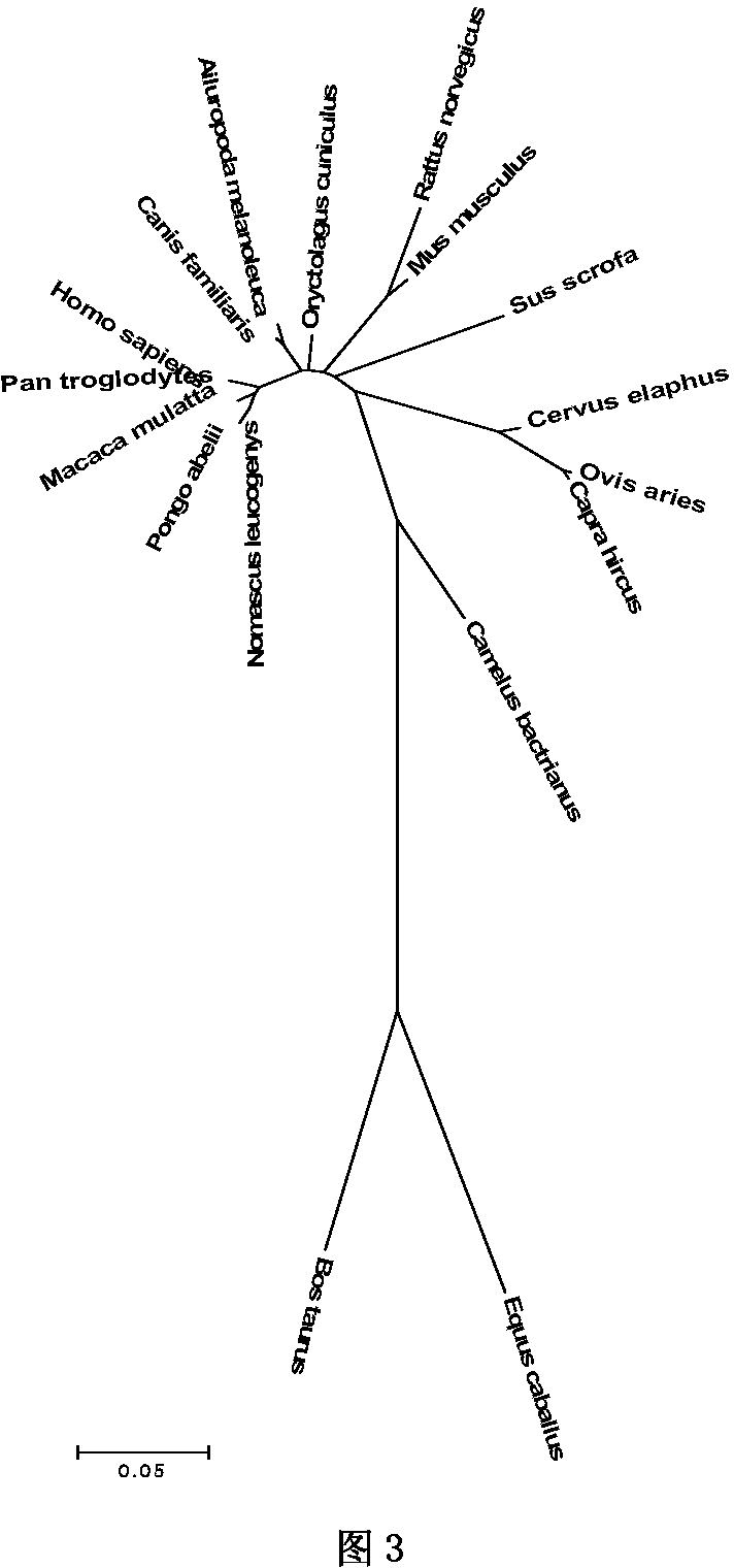 Bactrian camel A-FABP protein gene, recombinant protein and cloning method thereof