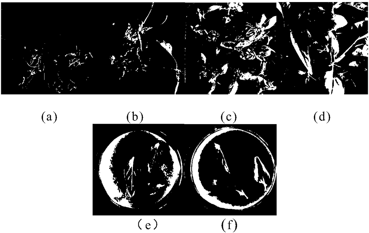 Weed suppressing fungus screened from seaweeds and extract and application thereof