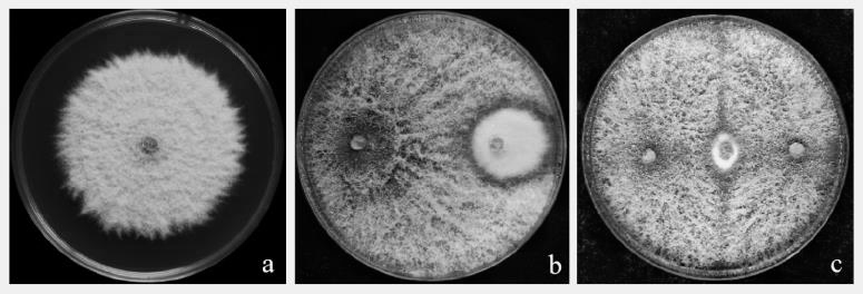 Efficient biocontrol trichoderma asperellum for tobacco fusarium root rot and application thereof