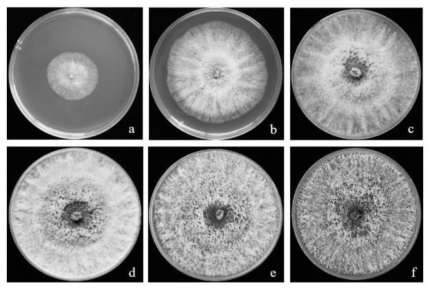 Efficient biocontrol trichoderma asperellum for tobacco fusarium root rot and application thereof