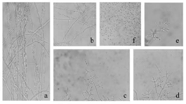 Efficient biocontrol trichoderma asperellum for tobacco fusarium root rot and application thereof