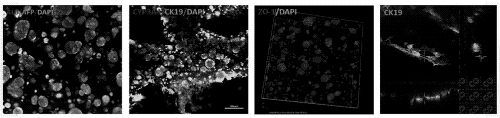 Construction method and application of in-vitro three-dimensional human liver tissue