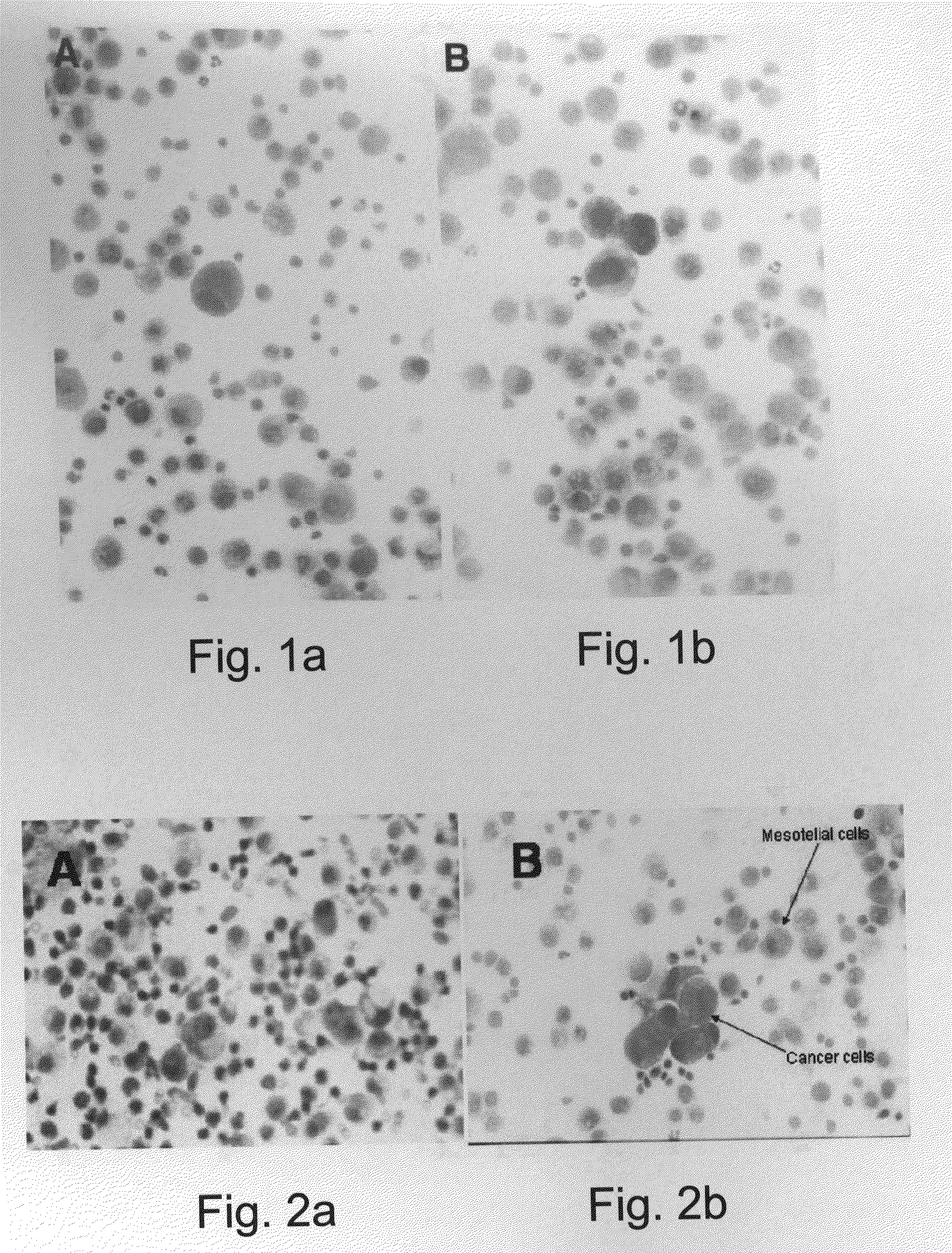 Methods and Compositions for Identifying a Cell Phenotype