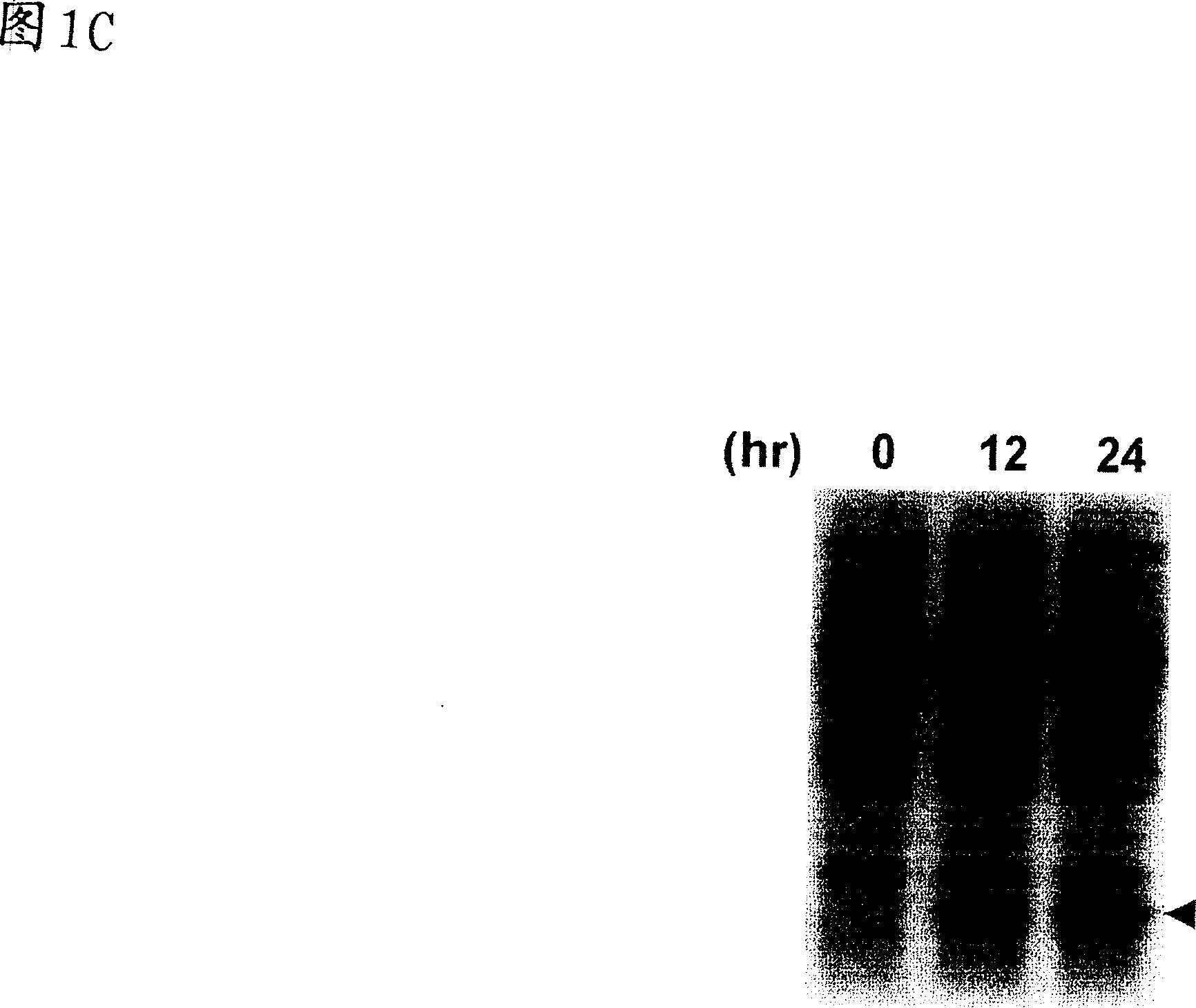 Single protein production in living cells facilitated by a messenger RNA interferase