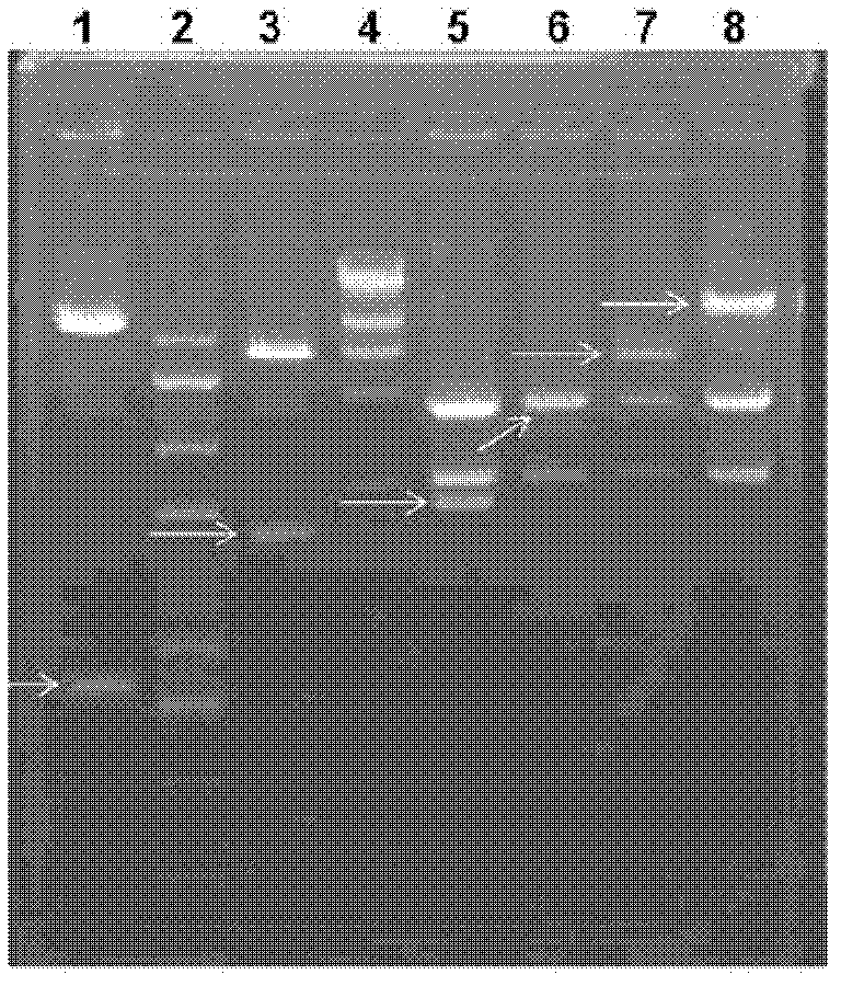 Low-saccharification mutant interferon lambda1 as well as expression and purification methods and application thereof