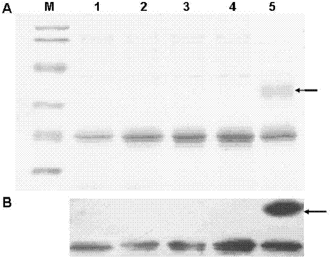 Low-saccharification mutant interferon lambda1 as well as expression and purification methods and application thereof