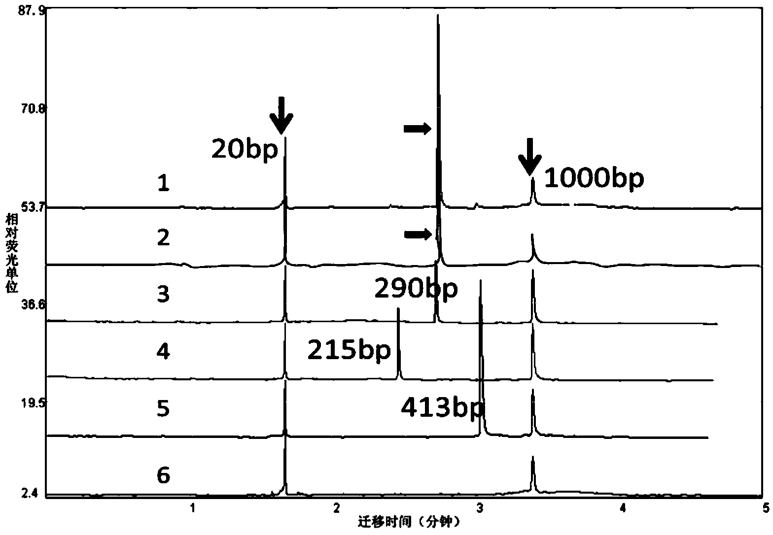 Multiplex RT-PCR (reverse transcription-polymerase chain reaction) reagent kit for detecting leukemia BCR-ABL (Abelson proto-oncogene-breakpoint cluster region)