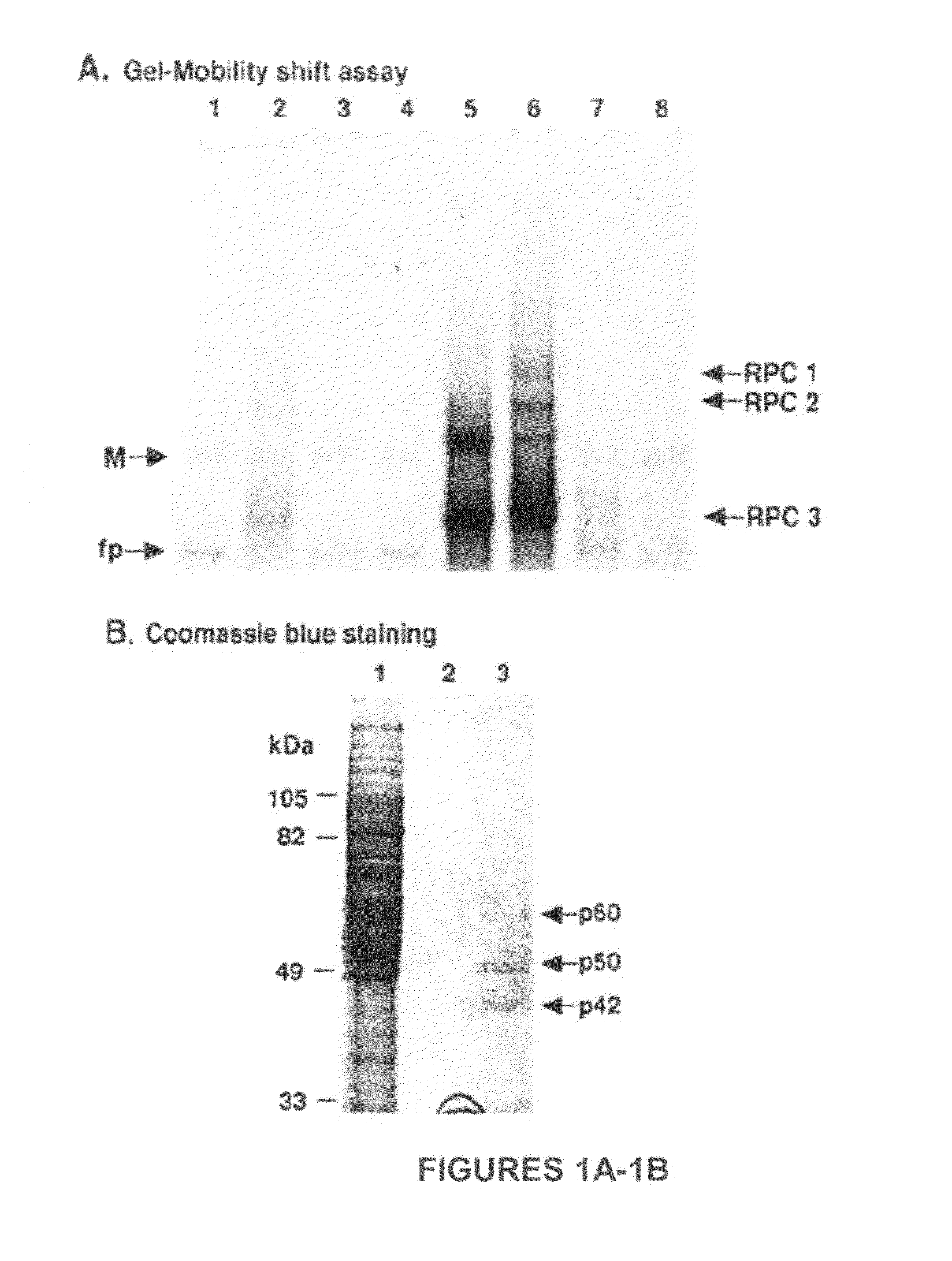 Methods and compositions for inhibition of viral replication